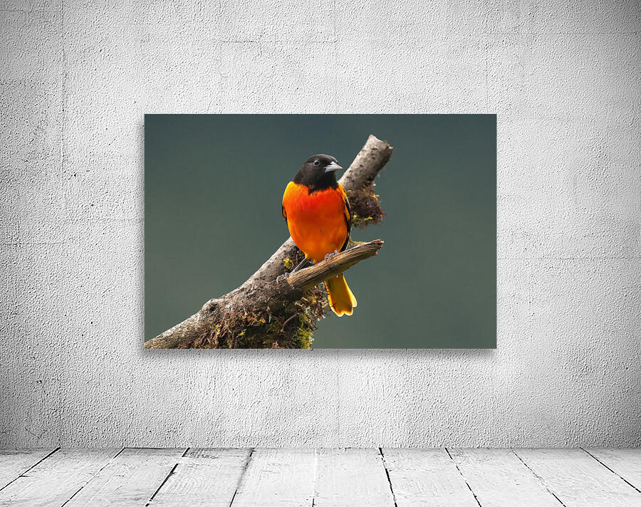 Fire in the Canopy Wall Preview