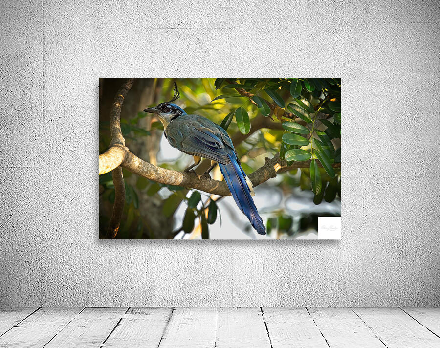 Blue-Crest Sentinel Wall Preview