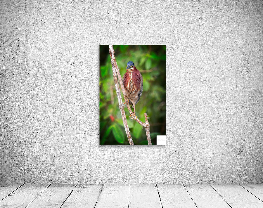 Little Forest Acrobat Wall Preview