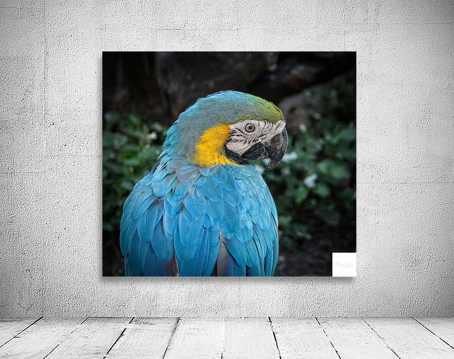 Feathered Jewel Wall Preview