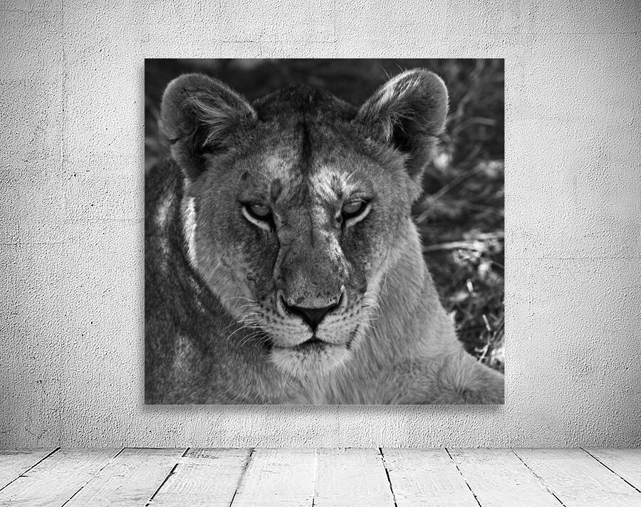 The Lioness Stare Wall Preview