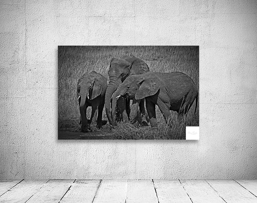 Elephants at the Waterhole Wall Preview