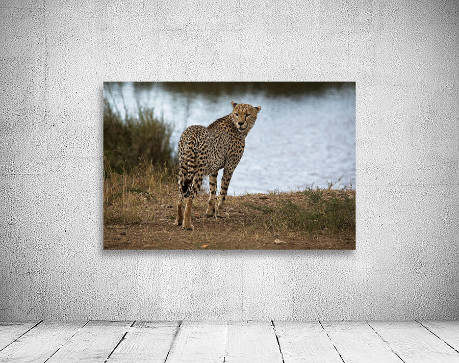 Cheetah by the Water Wall Preview