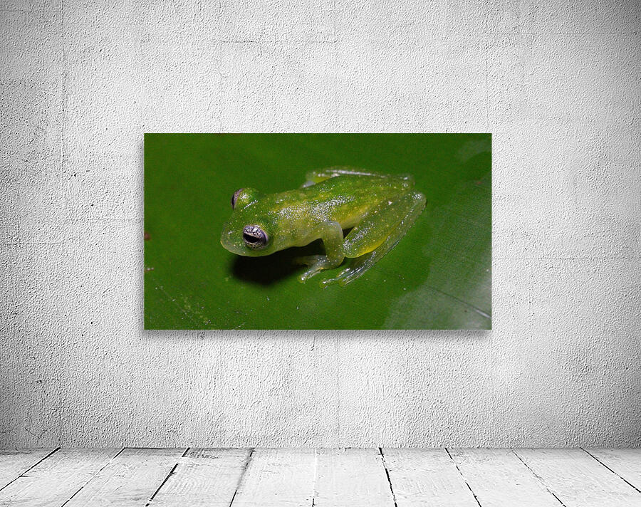 Glass Frog on Leaf Wall Preview
