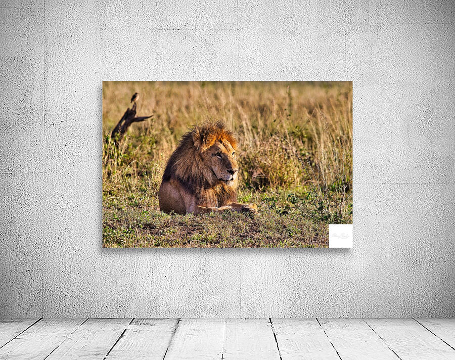 Majestic Morning King Wall Preview