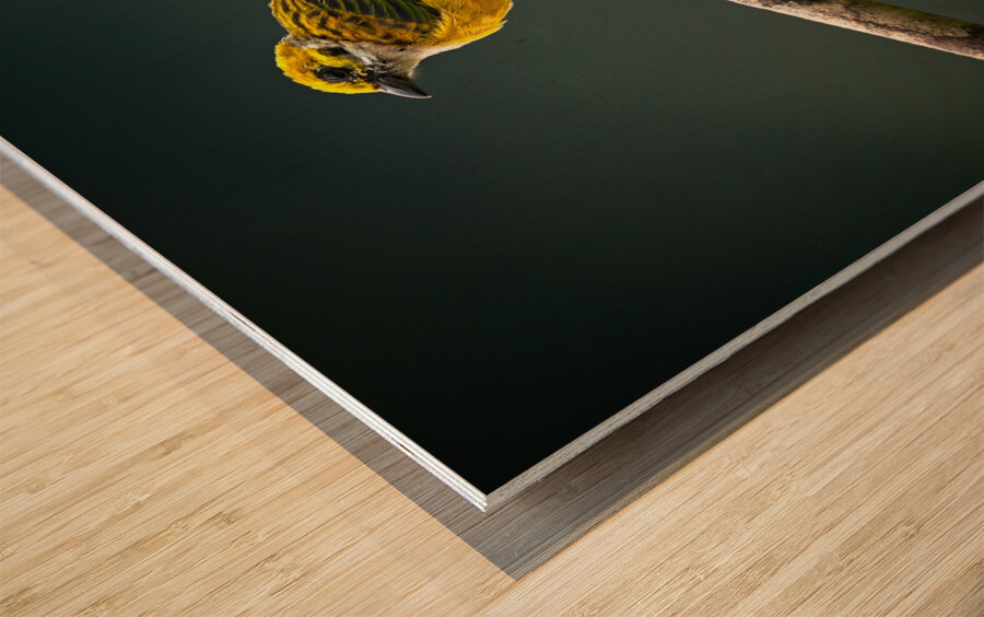 Golden Morning Song Wood print