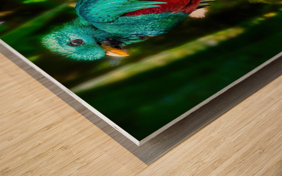 Jewel of the Cloud Forest Impression sur bois