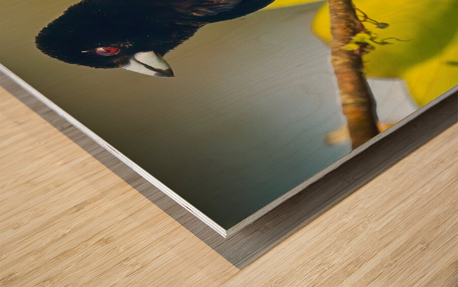 Skyfire Starling Impression sur bois