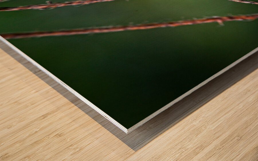 Dance of Nectar Impression sur bois