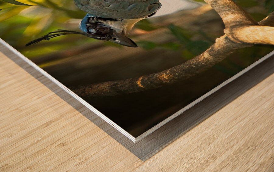 Blue-Crest Sentinel Wood print