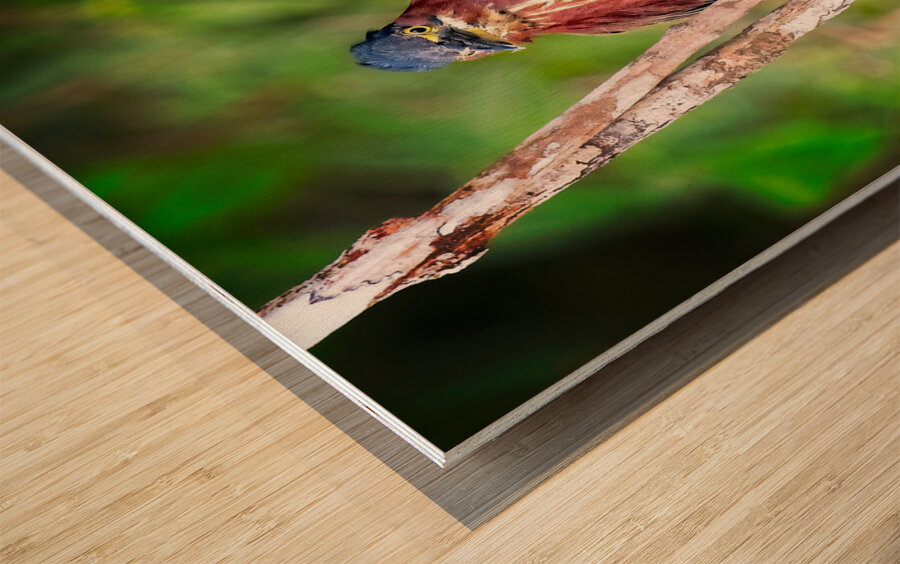 Little Forest Acrobat Impression sur bois