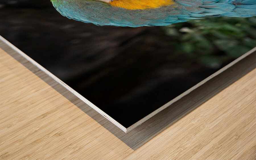 Feathered Jewel Wood print