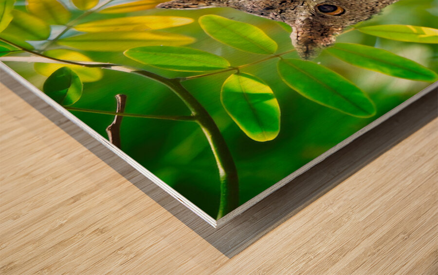 Silent Sentinel Impression sur bois