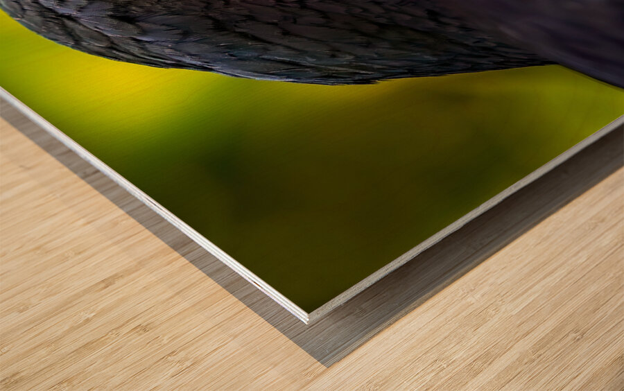 Midnight Gaze Wood print