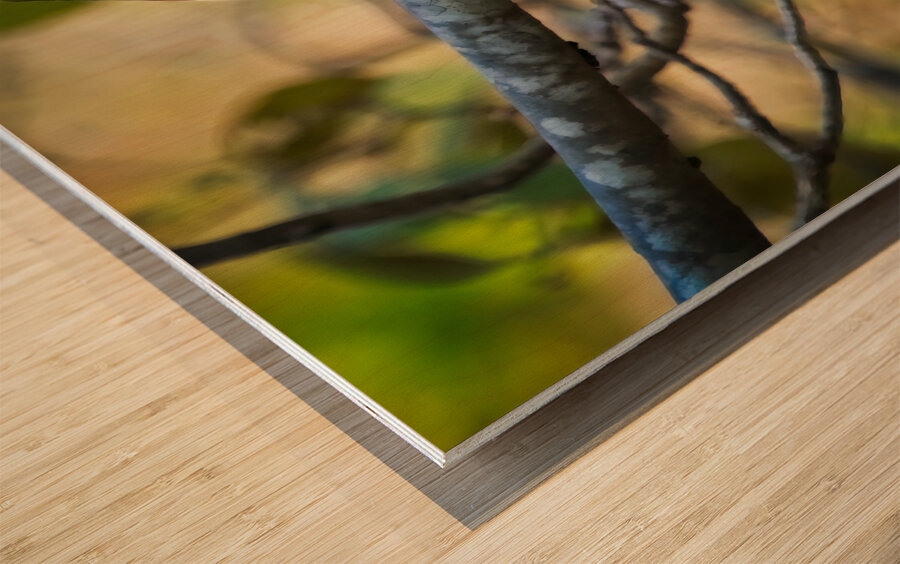 Tropical Whisper Wood print