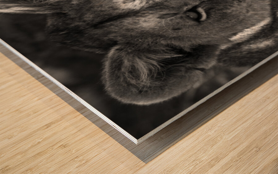 The Lioness Stare Impression sur bois