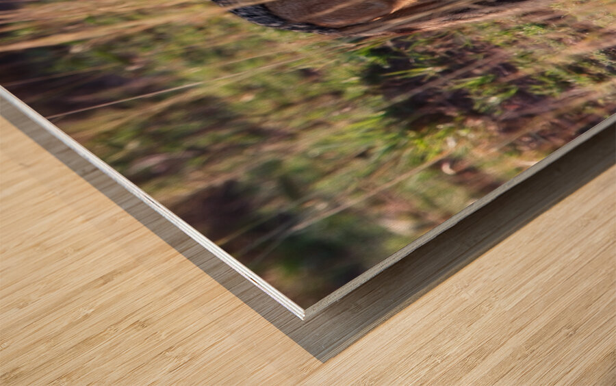 Jackal in the Grass Impression sur bois