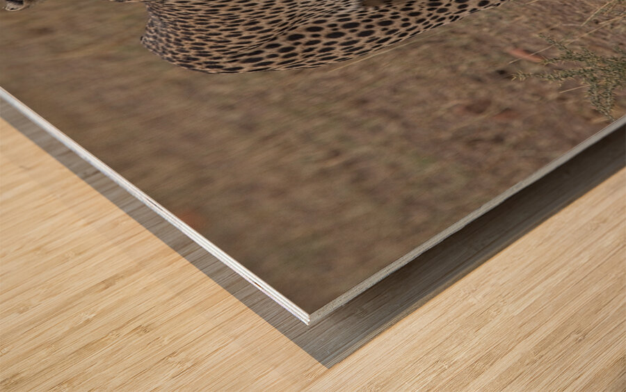 Cheetah on Patrol Impression sur bois