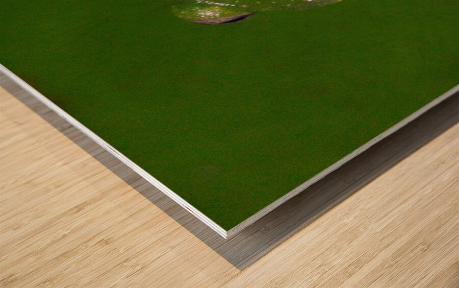 Glass Frog on Leaf Wood print