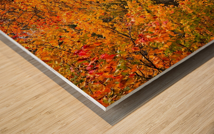 Pathway to Autumn Impression sur bois