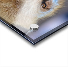 Foxy Smirk Acrylic print