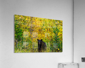 Black Bear Acrylic Print