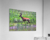 Buck Deer Acrylic Print