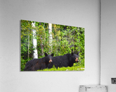 BC Bears Acrylic Print