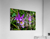 Fairy Slippers Acrylic Print