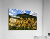 Daisy Mania Acrylic Print