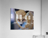 Foxy Smirk Acrylic Print