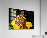 Monarch Acrylic Print