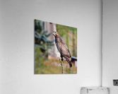 Hawk s Eye Acrylic Print