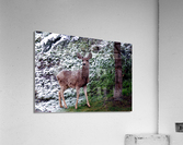 Curious Critter Acrylic Print