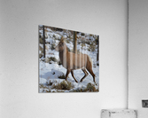 Mountain Goat Acrylic Print