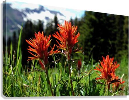 Paintbrush Trio Canvas Print