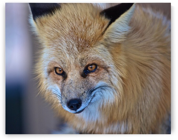 Foxy Smirk by Deborah Casey
