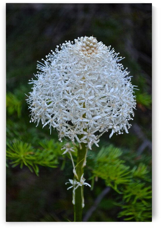 Summer Snowball by Deborah Casey