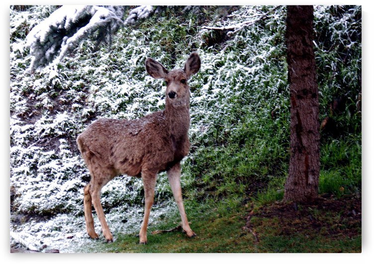 Curious Critter by Deborah Casey