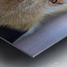 Foxy Smirk Metal print