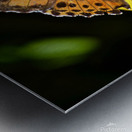 Monarch Metal print