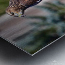 Hawk s Eye Metal print