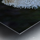 Summer Snowball Metal print