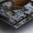 Mountain Goat Metal print