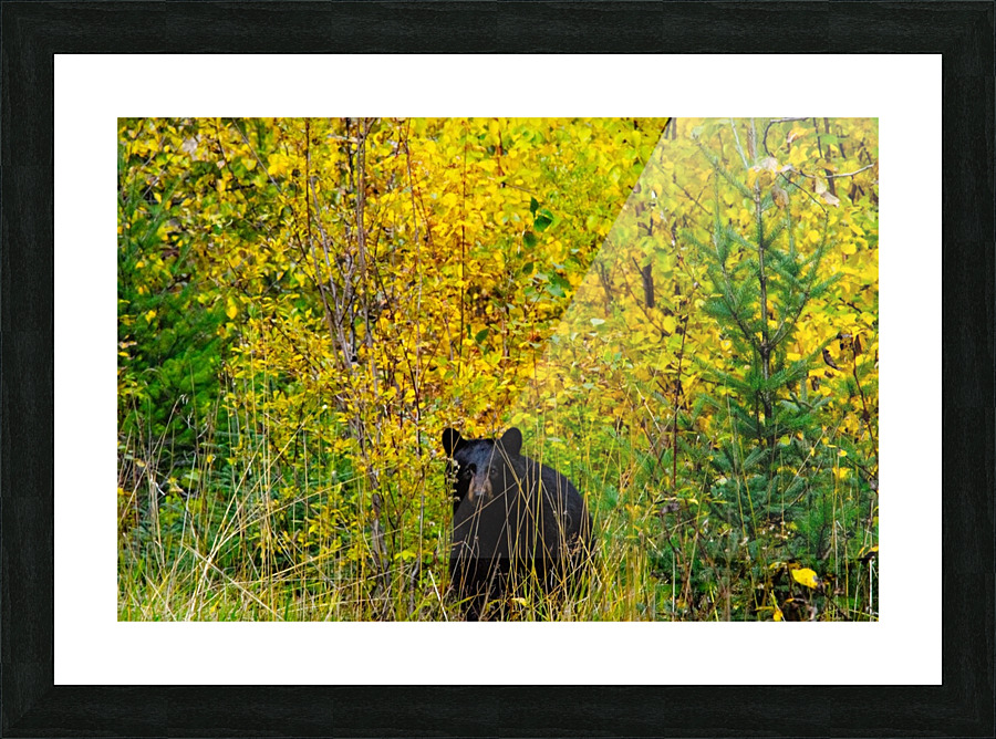 Black Bear Picture Frame print