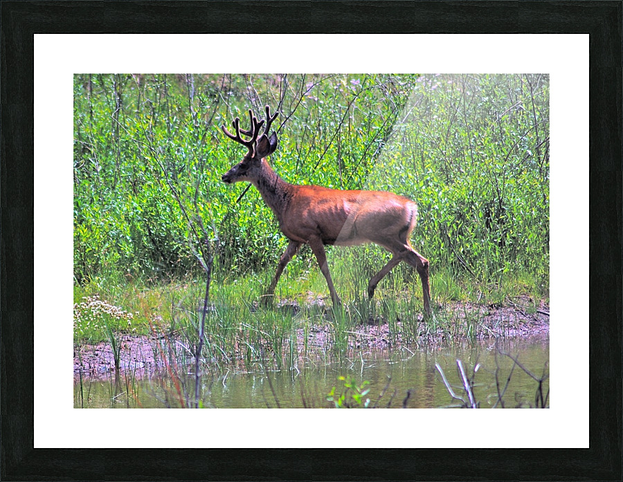 Buck Deer Picture Frame print