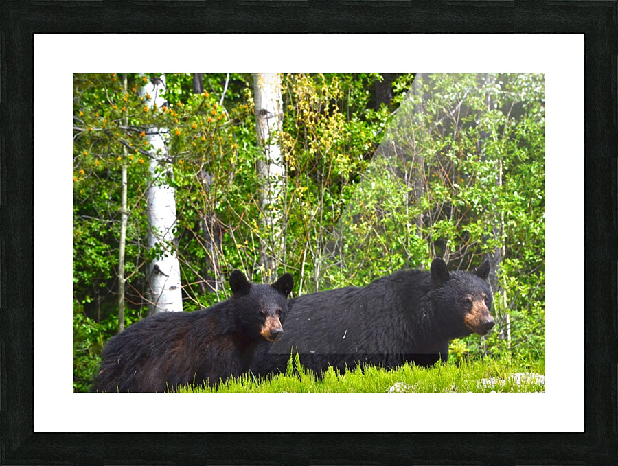 BC Bears Picture Frame print