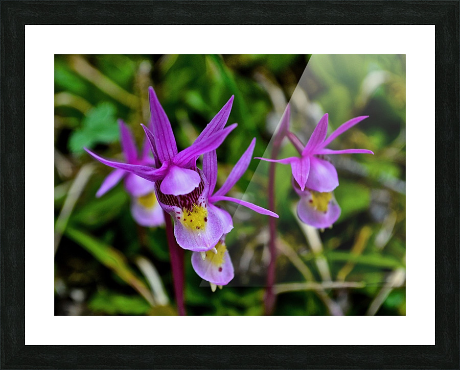 Fairy Slippers Picture Frame print