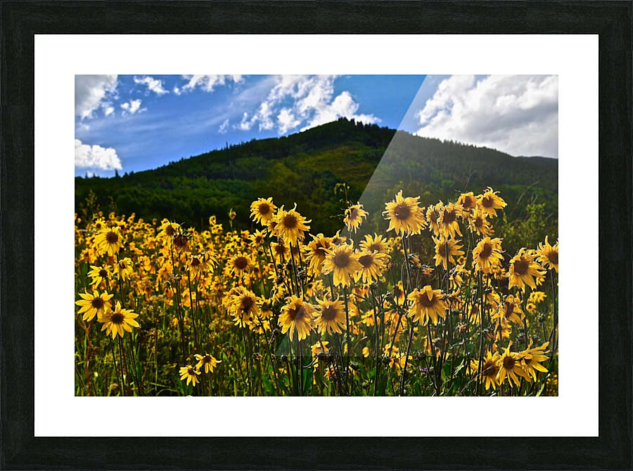 Daisy Mania Picture Frame print