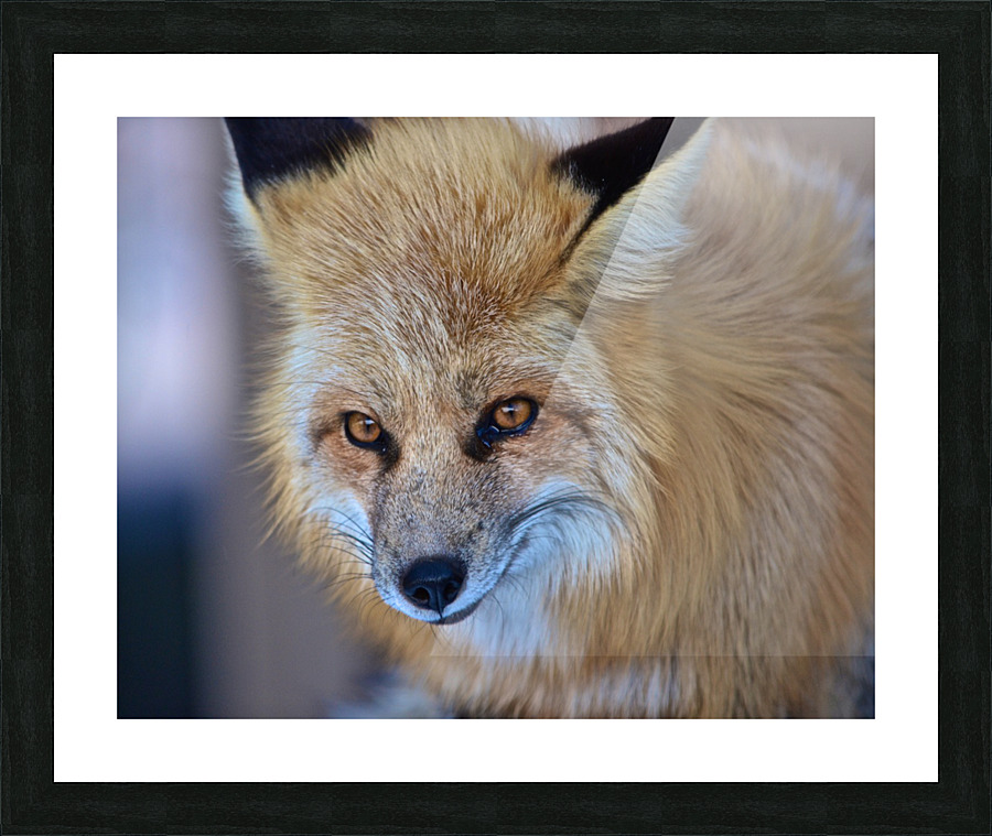 Foxy Smirk Picture Frame print